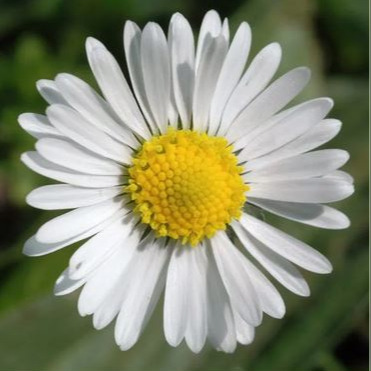 Photo de Gisèle CHAUMONT